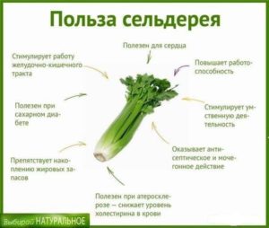 Полезные свойства сельдерея