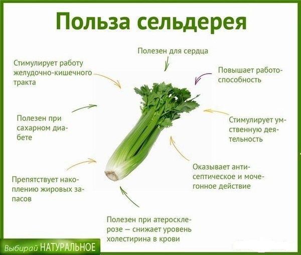 Полезные свойства сельдерея