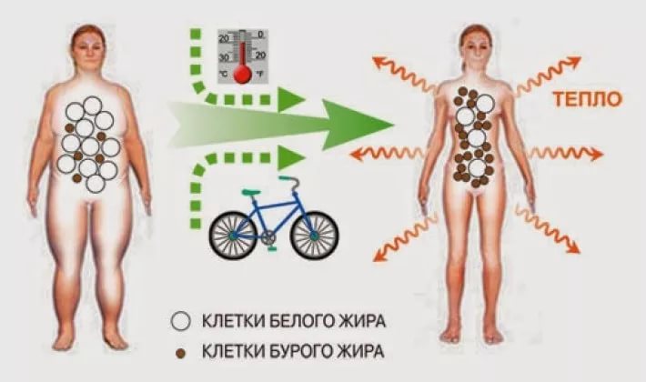Новое в лечении диабета 1 типа: основные направления терапии