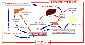 Повышен инсулин в крови – что делать, как снижать, лечить