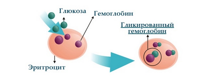 Как сдавать анализ на гликированный гемоглобин