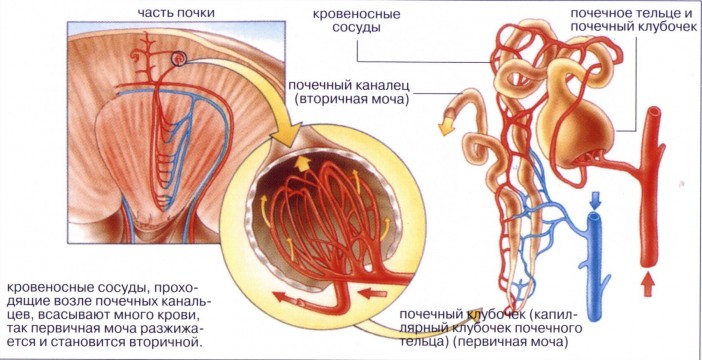 Несахарный диабет: симптомы, причины и лечение