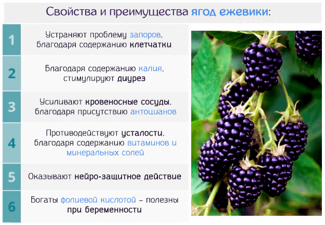 Рецепты из ежевики при сахарном диабете